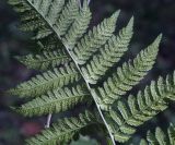 Dryopteris expansa