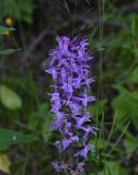 Dactylorhiza urvilleana. Соцветие. Чечня, Итум-Калинский р-н, окр. пер. Чантыбарз, выс. 2100 м н.у.м, берег ручейка. 7 августа 2023 г.