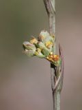 Bupleurum tenuissimum