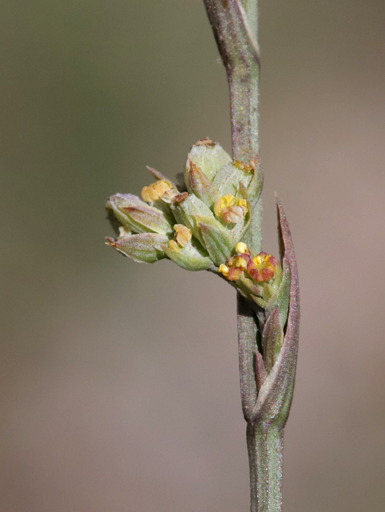 Image of Bupleurum tenuissimum specimen.