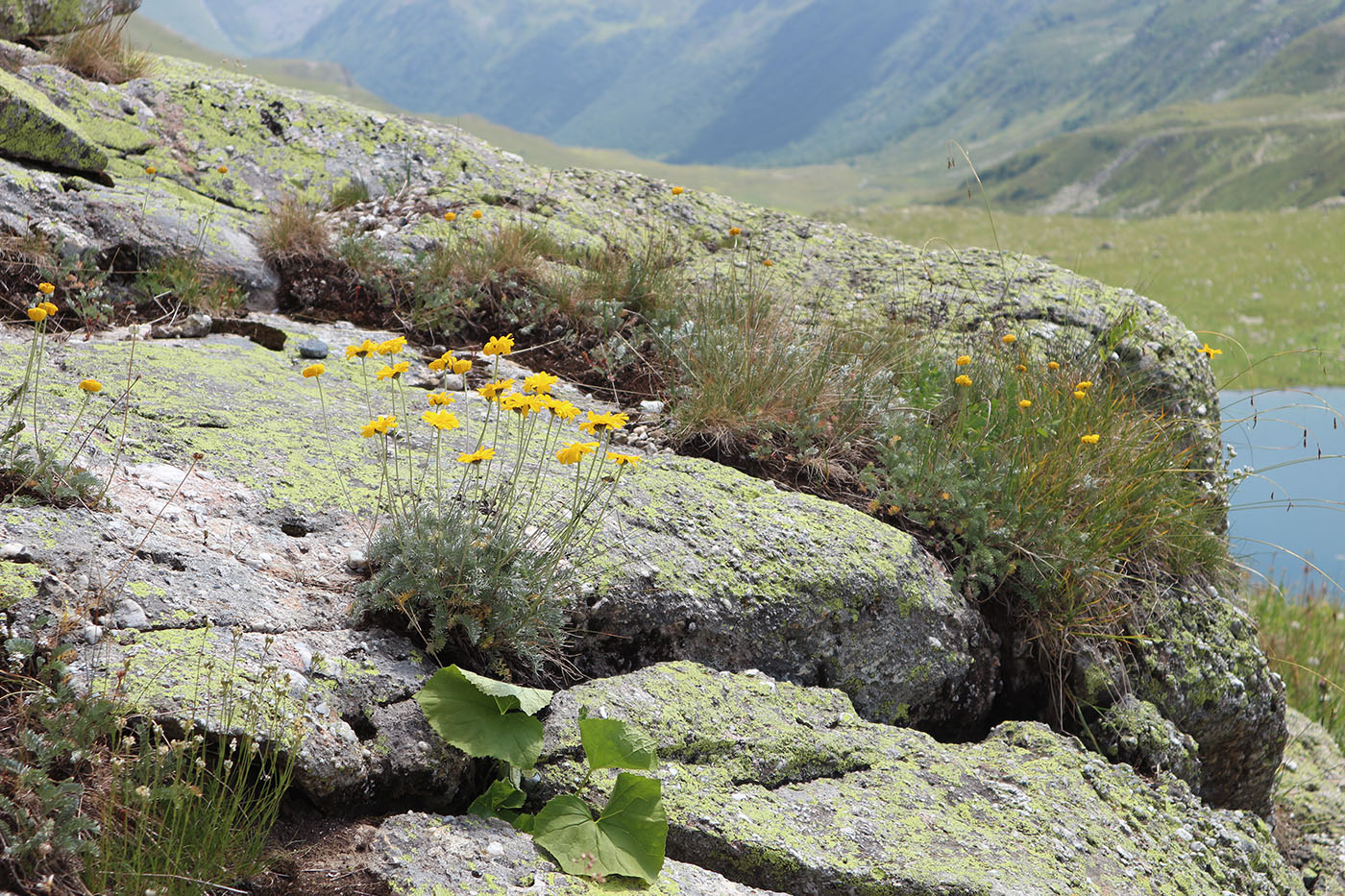 Image of Anthemis sosnovskyana specimen.