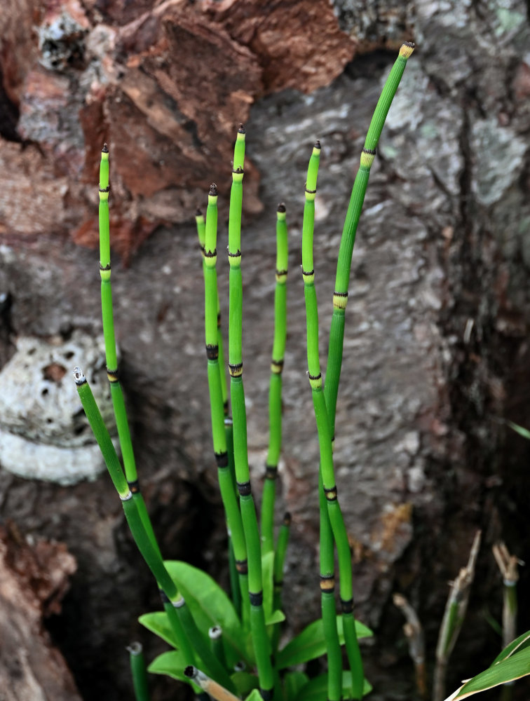 Изображение особи Equisetum hyemale.