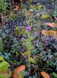 Cirsium vulgare