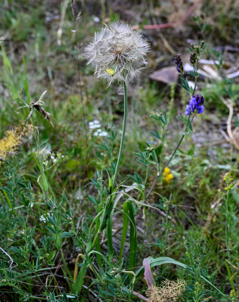 Изображение особи род Tragopogon.