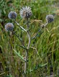 Echinops sphaerocephalus. Верхушка цветущего растения. Чечня, Итум-Калинский р-н, ур. Цой-Педе, ≈ 1200 м н.у.м., луговой склон. 27.07.2022.