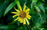 Arnica sachalinensis