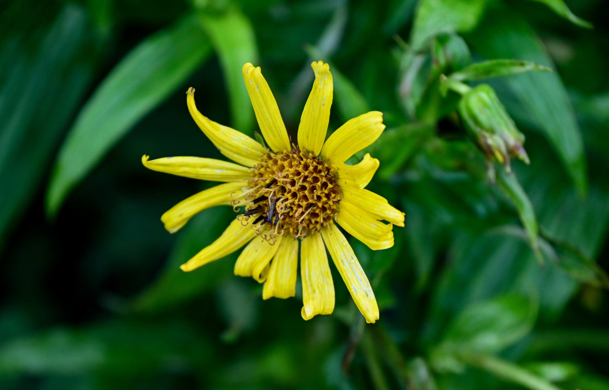 Изображение особи Arnica sachalinensis.