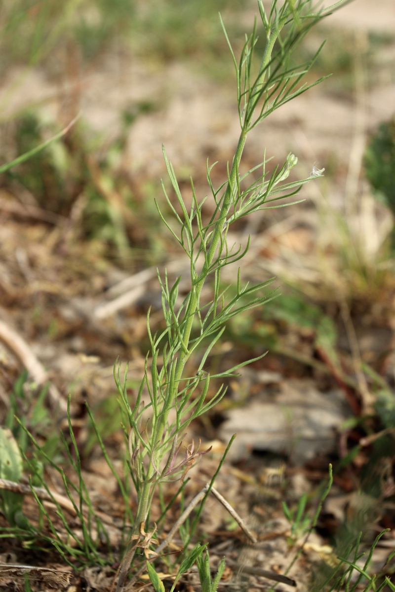 Image of Delphinium consolida specimen.