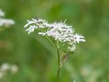 Heracleum apiifolium. Верхушка побега с соцветием. Карачаево-Черкесия, Урупский р-н, долина Ацгарских озёр, ≈ 2500 м н.у.м., морена между средними озёрами, альпийский луг, близ небольшого ручейка. 09.08.2023.