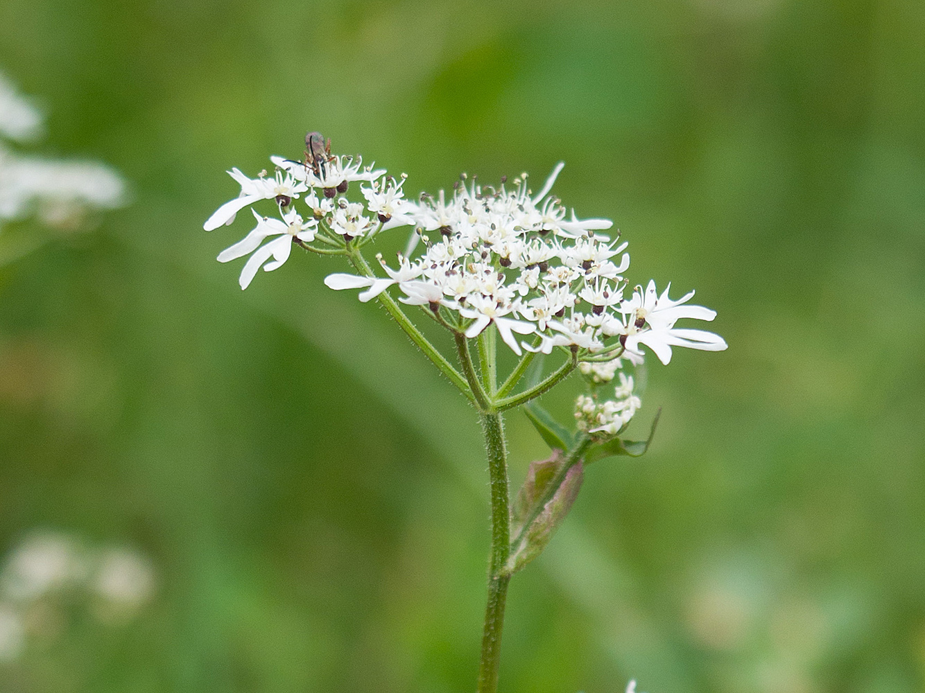 Image of Heracleum apiifolium specimen.