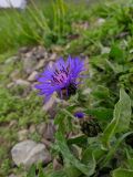 Centaurea nigrofimbria. Верхушки побегов с раскрывающимся и цветущим соцветиями с кормящейся божьей коровкой. Краснодарский край, городской округ Сочи, Адлерский р-н, с. Эстосадок, горнолыжный курорт \"Роза Хутор\", пеший маршрут \"Панорама\", южный склон хр. Аибга, 2200 м н.у.м., субальпийский луг. 07.07.2023.