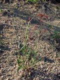 Rumex acetosella