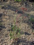 Rumex acetosella