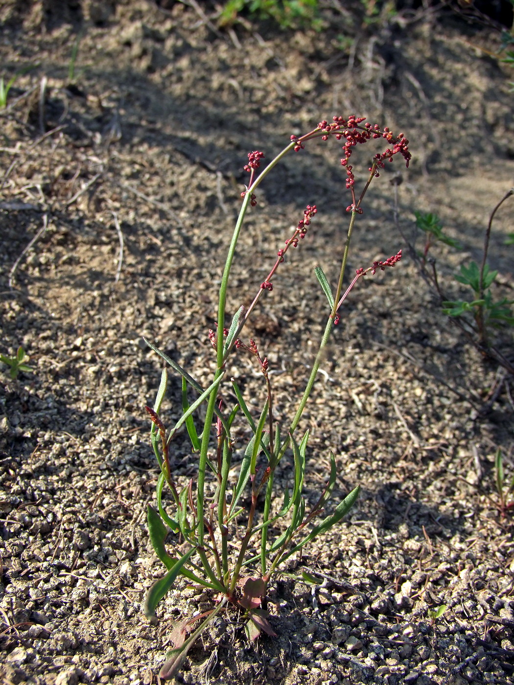 Image of Rumex acetosella specimen.