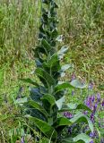 Verbascum speciosum. Средняя часть побега. Грузия, Самцхе-Джавахети, окр. пещерного монастыря Вардзиа, луговой склон у подножия скалы. 13.06.2023.