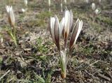 Crocus alatavicus