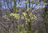 genus Quercus. Часть ветви цветущего растения. Испания, автономное сообщество Каталония, провинция Жирона, комарка Ла-Гарроча, муниципалитет Ла-Валь-де-Бианья, подр-н (субкомарка) Л’Альта-Гарроча, 870 м н.у.м., перевал Capsacosta, смешанный лес. 12.04.2024.