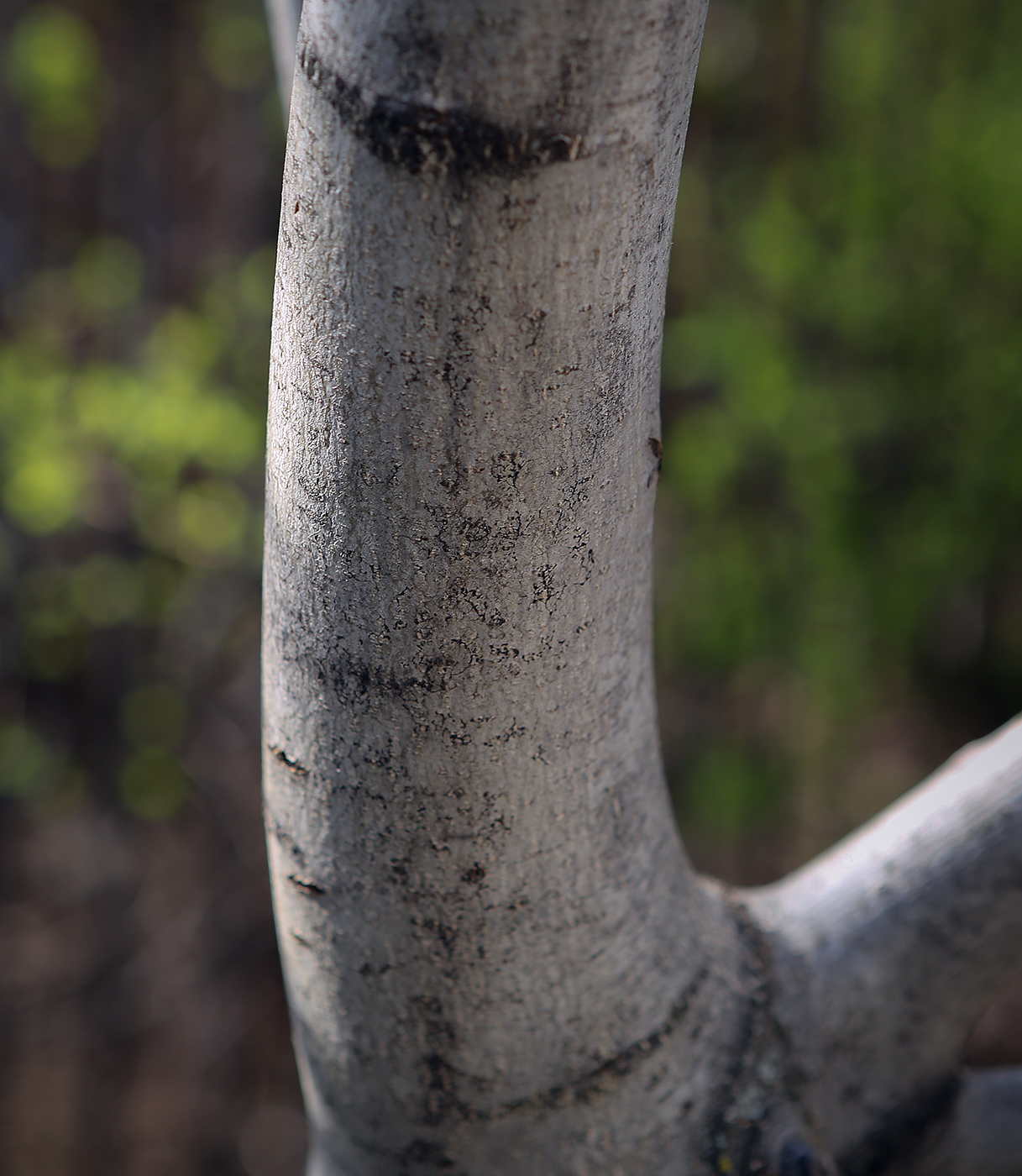 Изображение особи Fraxinus pennsylvanica.