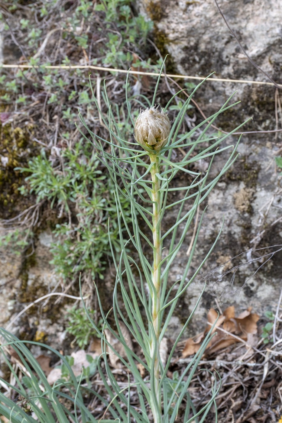 Изображение особи Asphodeline lutea.