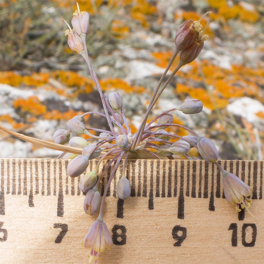 Image of Allium paczoskianum specimen.