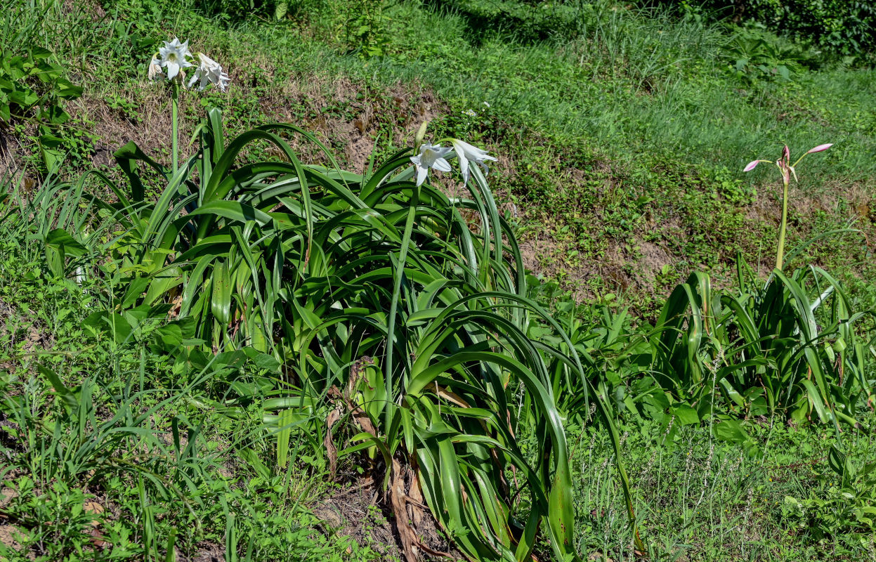 Image of Crinum × powellii specimen.