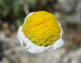 Anthemis carpatica. Отцветающее соцветие. Испания, Каталония, пров. Жирона, комарка Рипольес, муниципалитет Сеткасес, окр. курорта \"Вальтер 2000\", ≈2200 м н.у.м., каменистый склон вост. экспозиции. 07.07.2024.