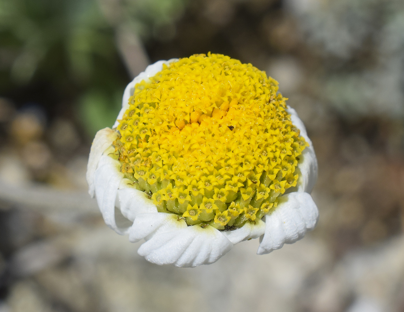 Изображение особи Anthemis carpatica.
