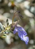Teucrium fruticans. Цветок. Турция, г. Анталья, Dokuma Park, в культуре. 01.06.2024.