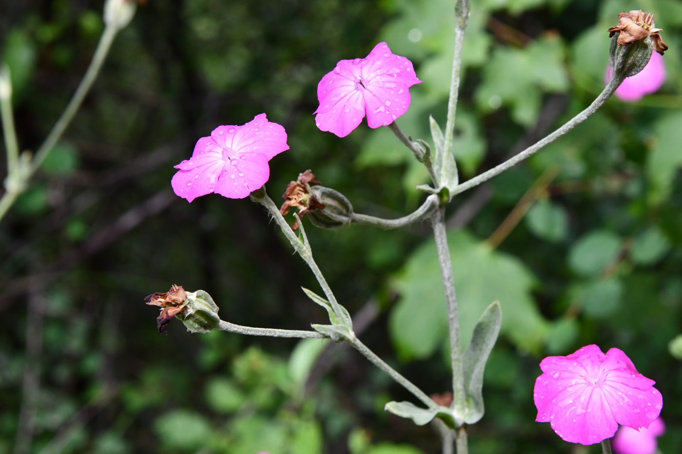 Image of Lychnis coronaria specimen.