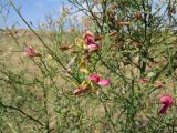 Alhagi pseudalhagi