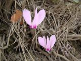 Cyclamen graecum ssp. anatolicum