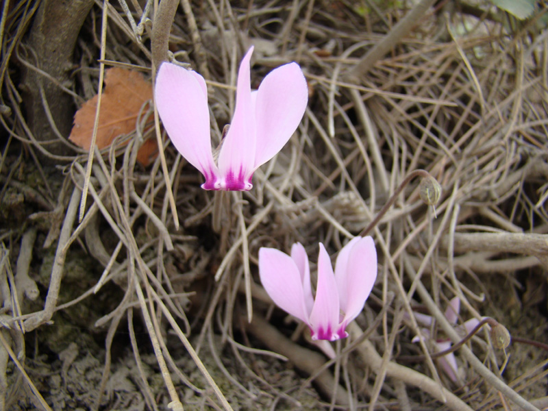 Изображение особи Cyclamen graecum ssp. anatolicum.