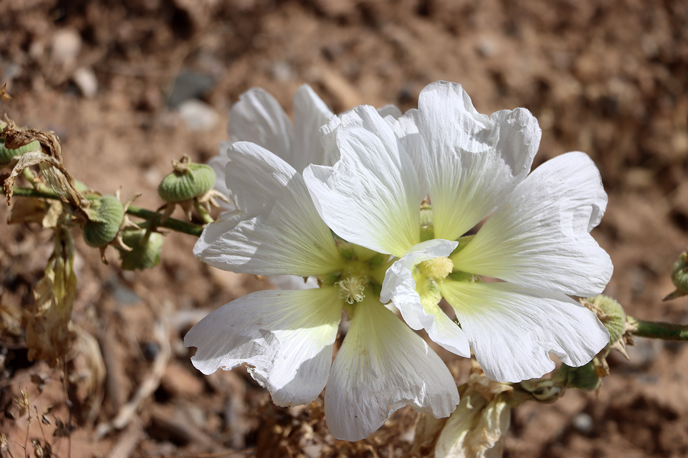 Image of Alcea nudiflora specimen.