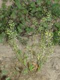 Microthlaspi perfoliatum
