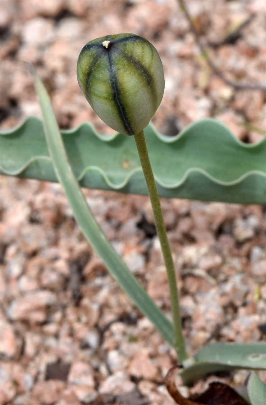 Image of Tulipa bifloriformis specimen.