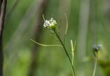 Arabidopsis thaliana