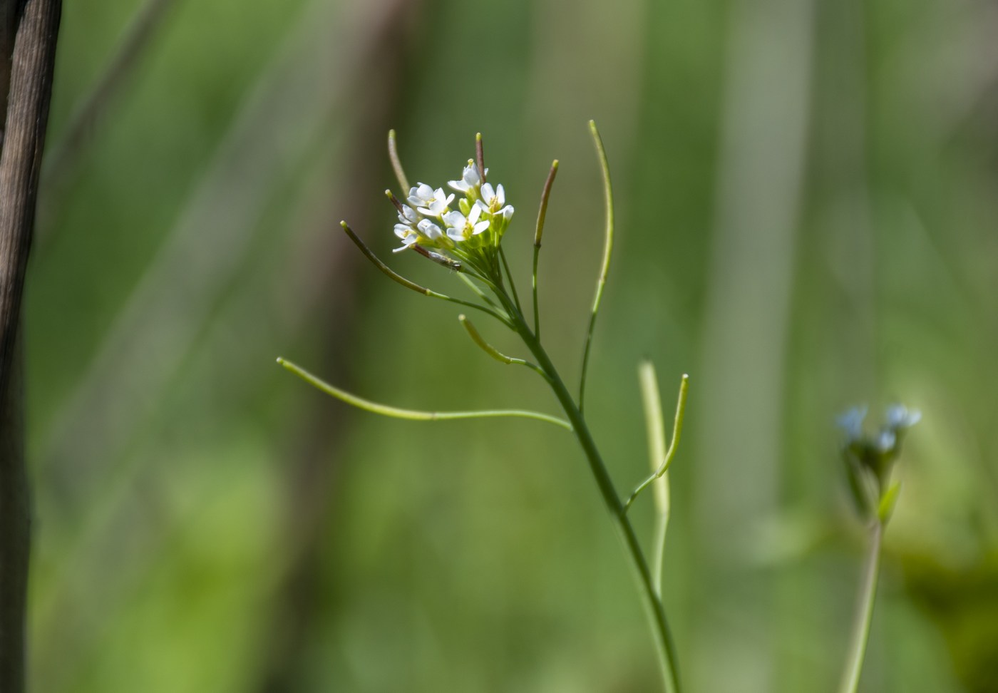 Image of Arabidopsis thaliana specimen.