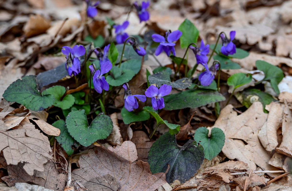 Image of Viola dehnhardtii specimen.