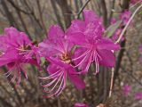 Rhododendron dauricum. Верхушка цветущего побега с прошлогодними листьями. Хабаровский край, г. Комсомольск-на-Амуре, Амурлитмашевские сопки, край смешанного леса. 11.05.2025.