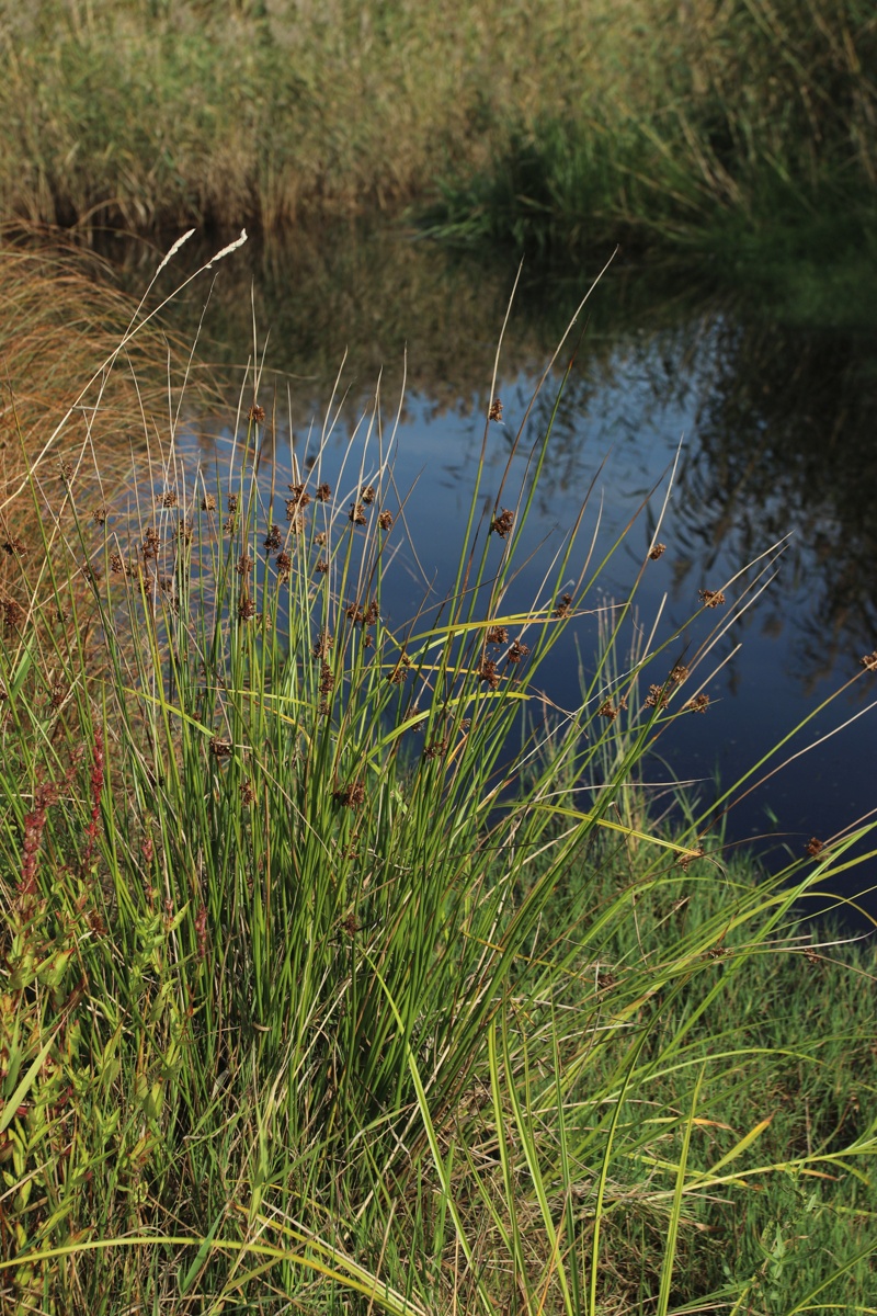 Изображение особи Juncus effusus.