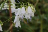 Adenophora liliifolia