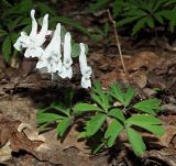 Corydalis solida