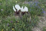 Iris elegantissima. Цветущие и бутонизирующие растения. Турция, ил Карс, 4 км на запад от с. Енгикей, Армянское нагорье, выс. 1500 м н.у.м., степь. 19 мая 2025 г.