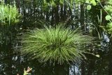 Carex appropinquata. Плодоносящее растение, затопленное дождевыми водами. Беларусь, Витебская обл., пос. Езерище, опушка черноольшаника. 02.06.2025.