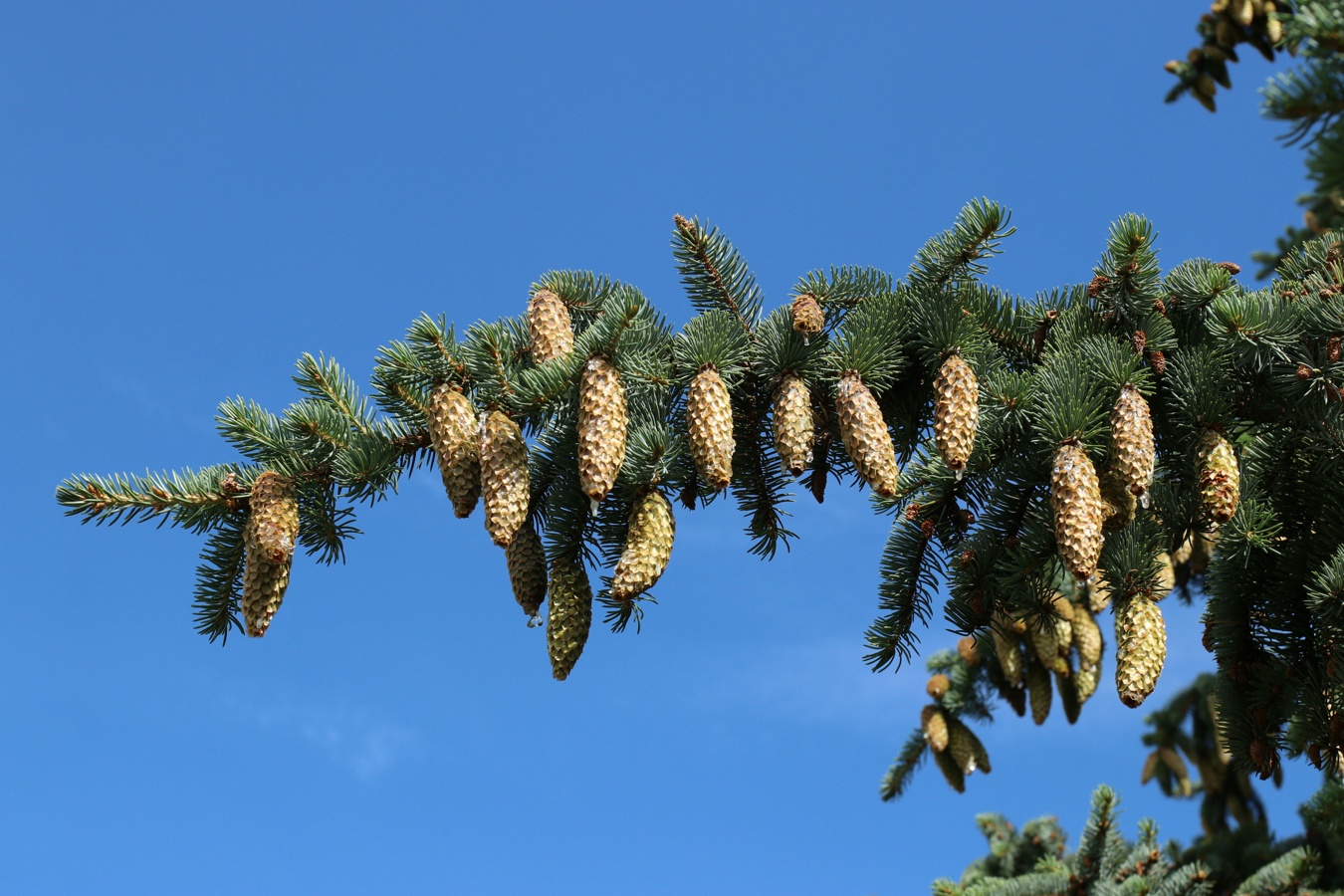 Изображение особи Picea pungens f. glauca.
