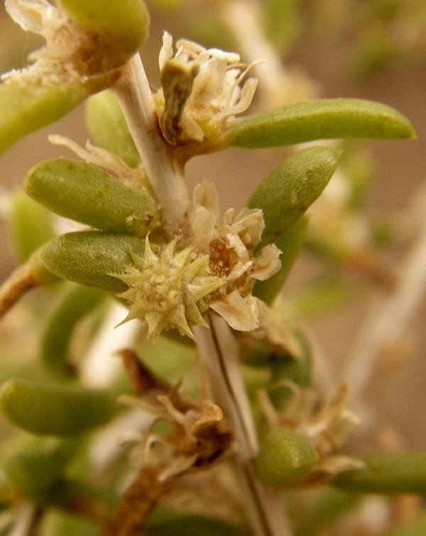 Изображение особи Salsola arbuscula.