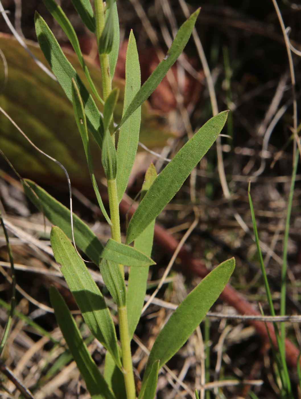 Изображение особи Galatella dracunculoides.