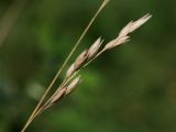 Sieglingia decumbens