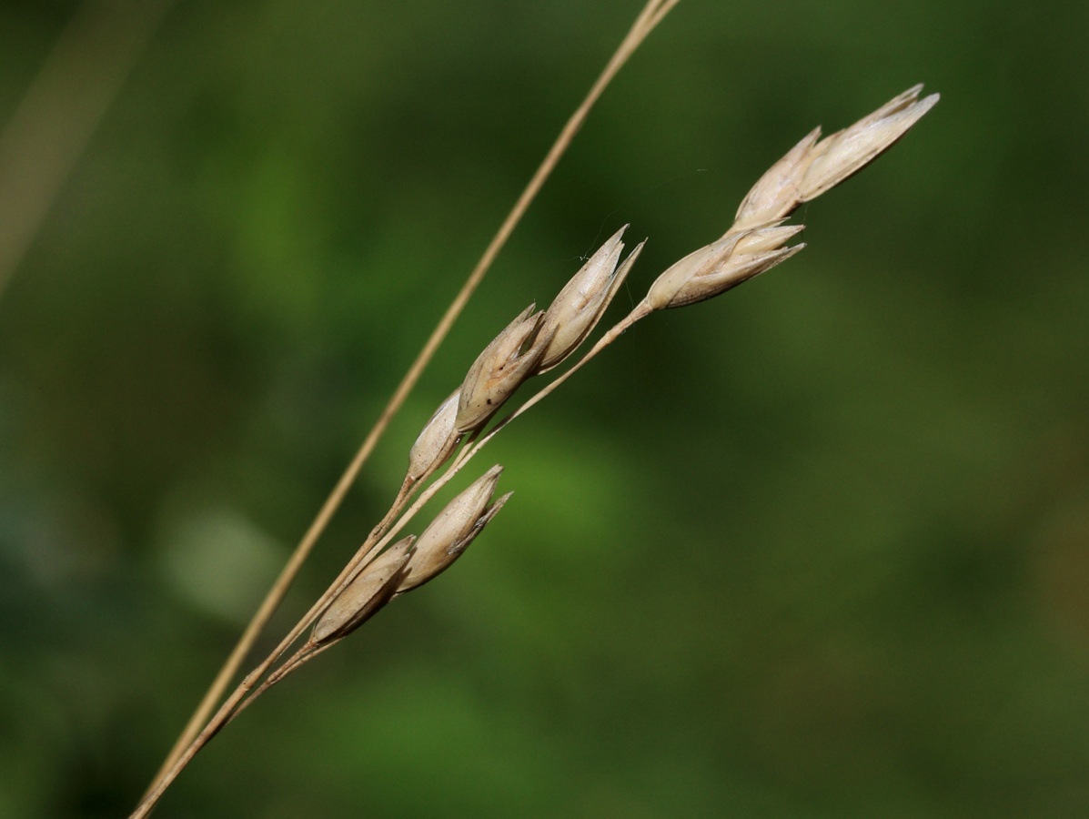 Image of Sieglingia decumbens specimen.
