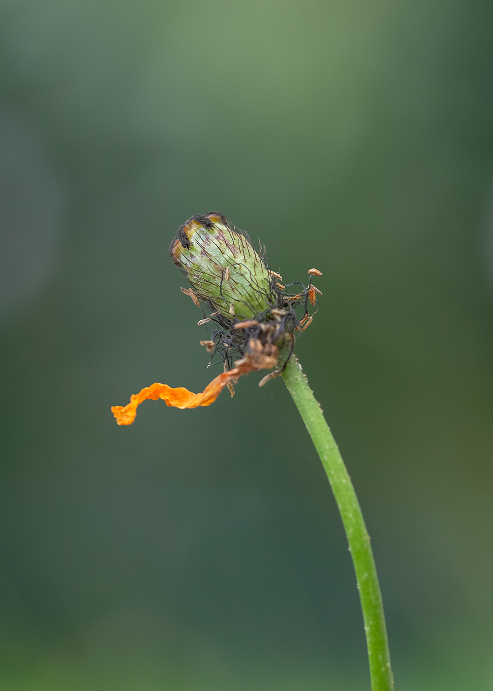 Image of genus Papaver specimen.